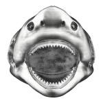 Requin 